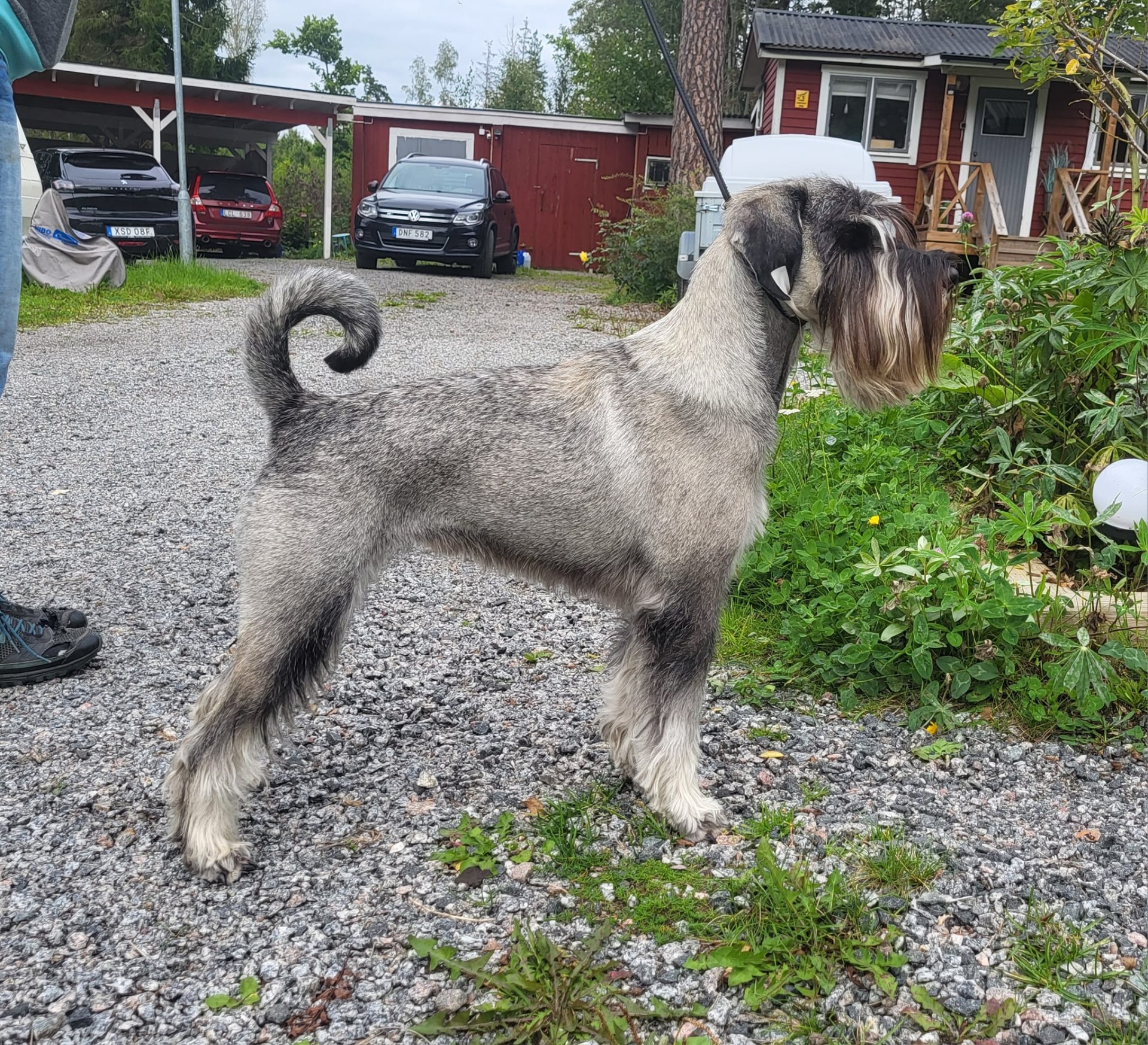 Ankiris Celine (HD B)