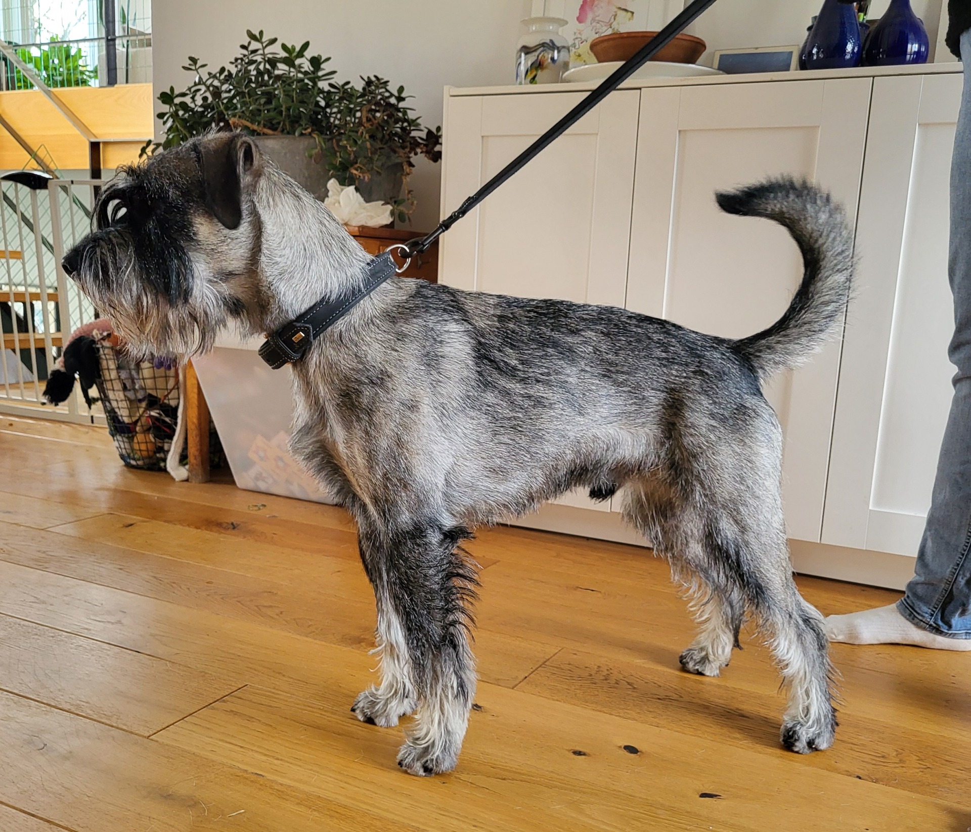 Pinnsveins Onassis HD A